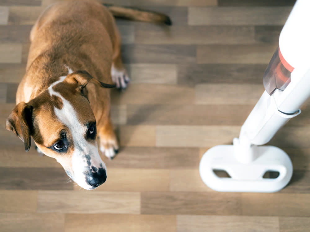 It's Not Just Fireworks. Your Smoke Alarm Might Be Terrifying Your Dog.