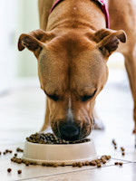 The 'Fattest Dog States' Ranking Went Viral. It Measures the Wrong Thing.
