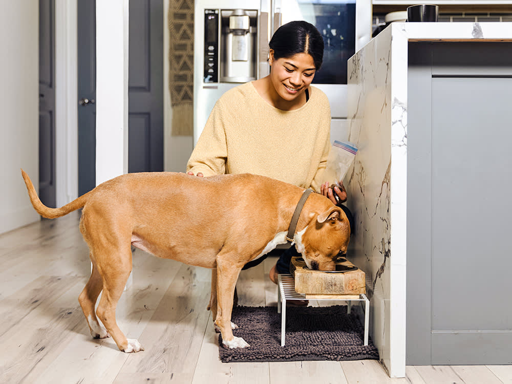 Your Dizzy Dog Won't Eat. That's the Real Emergency With Vestibular Disease.