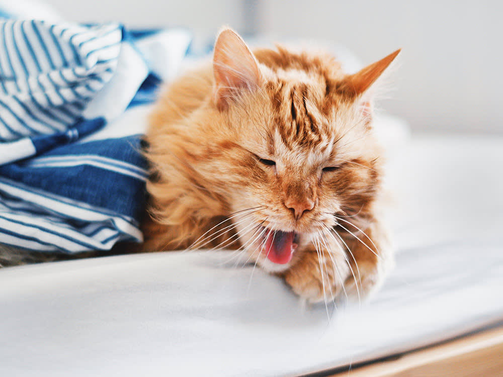 Feline Asthma Is a Daily Practice, Not a Death Sentence