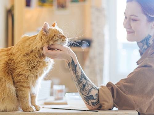 Science Gave Your 'Unknowable' Cat Five Personality Traits. Here's How to Read Yours.