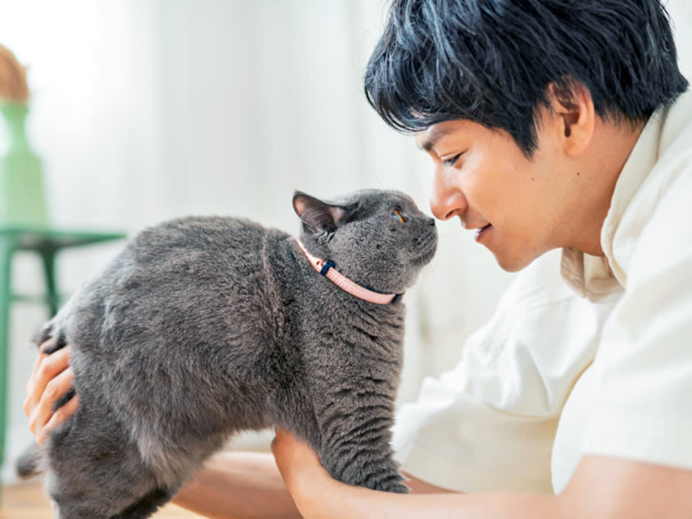 "Twitchy Cat Syndrome" Looks Terrifying. The Research Says Most Cats Recover.