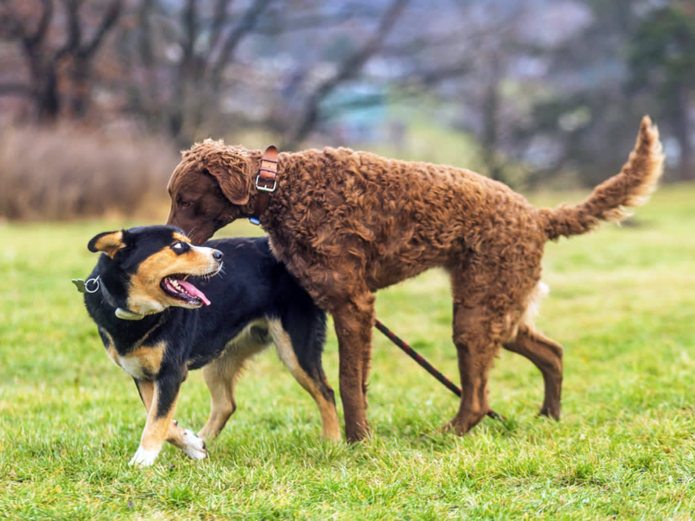 Your Female Dog Humps. It's Normal, and It's Usually Not About Sex