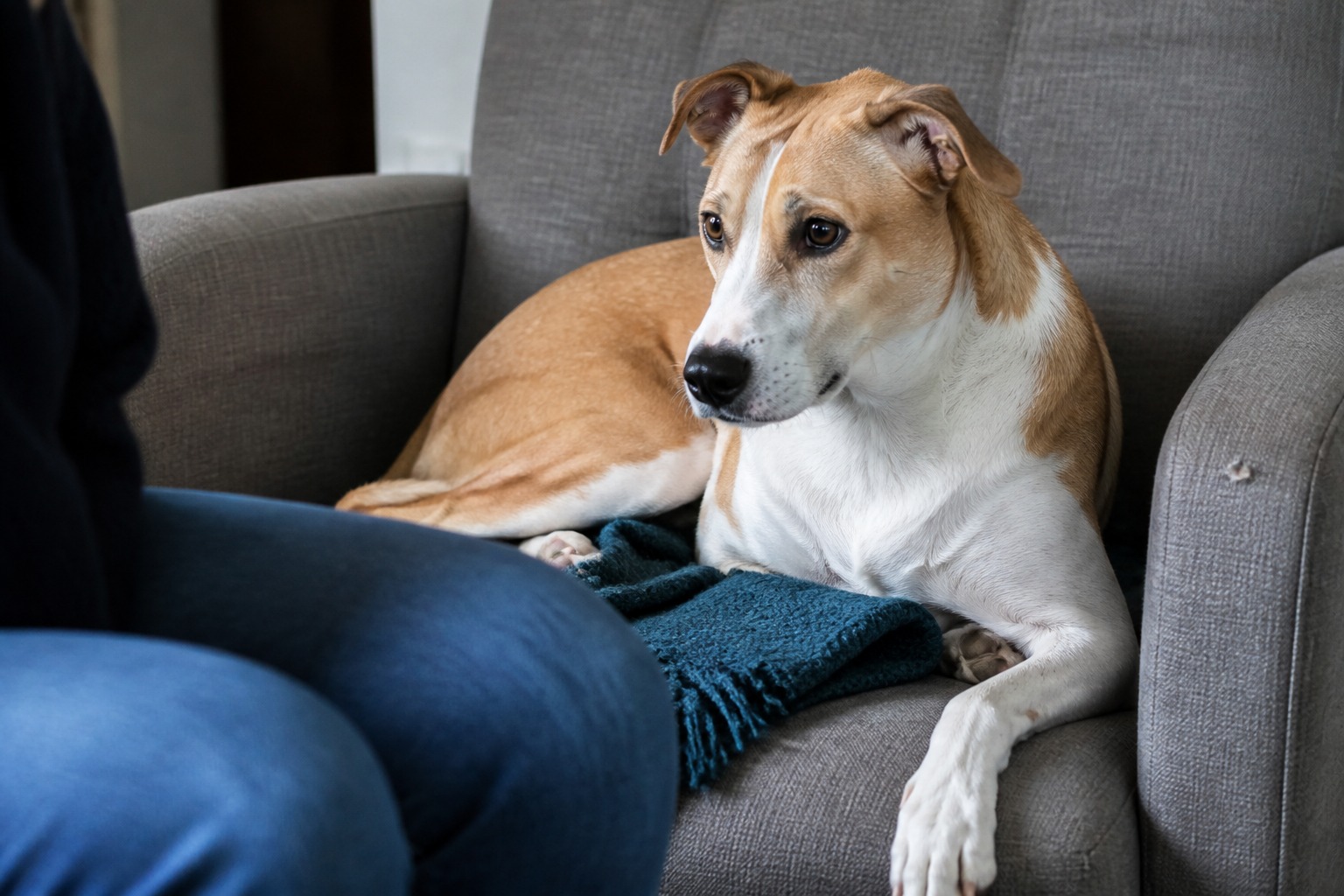 Your Female Dog Is Quietly Grading You. Your Male Dog Couldn't Care Less