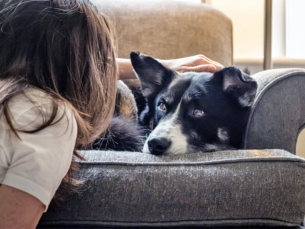 Your Female Dog Is Quietly Grading You. Your Male Dog Couldn't Care Less