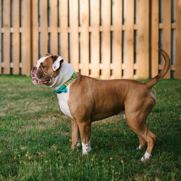 Your Dog Isn't Guarding the Fence. They're Practicing.