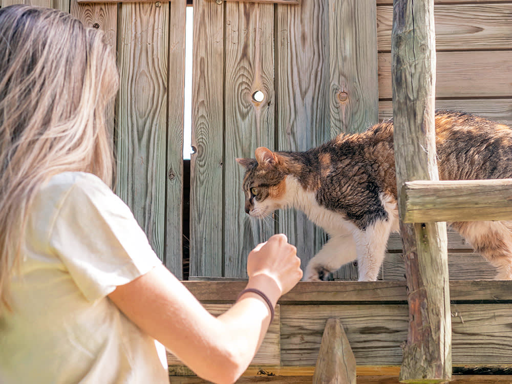 That Backyard Cat Probably Isn't Feral. The Difference Decides What You Can Do