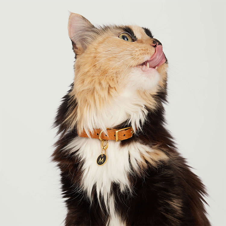 Your Dog's ID Tag Is Ugly. There's a Fine-Jewelry Fix.