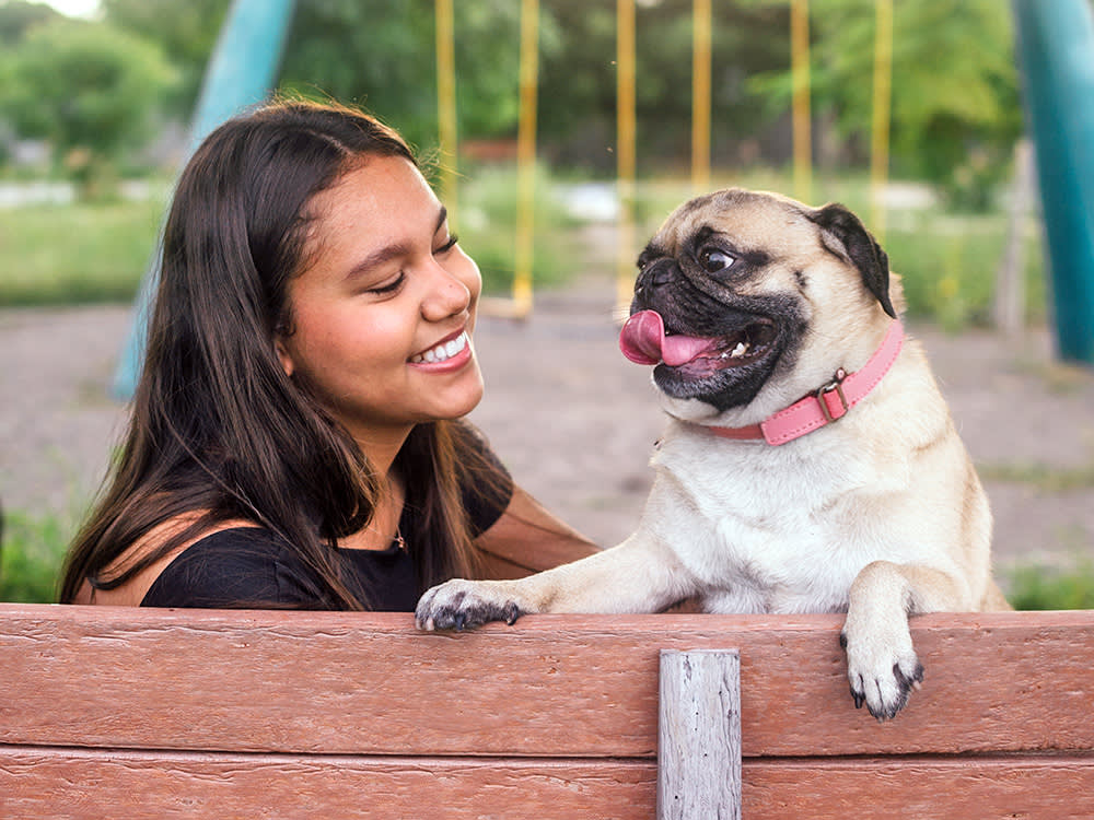 That 'Calm' Flat-Faced Dog? The Science Says It's Mostly How You Raised Them.