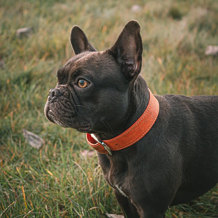 The Cutest Thing About Your Flat-Faced Dog Is the Thing That's Suffocating It