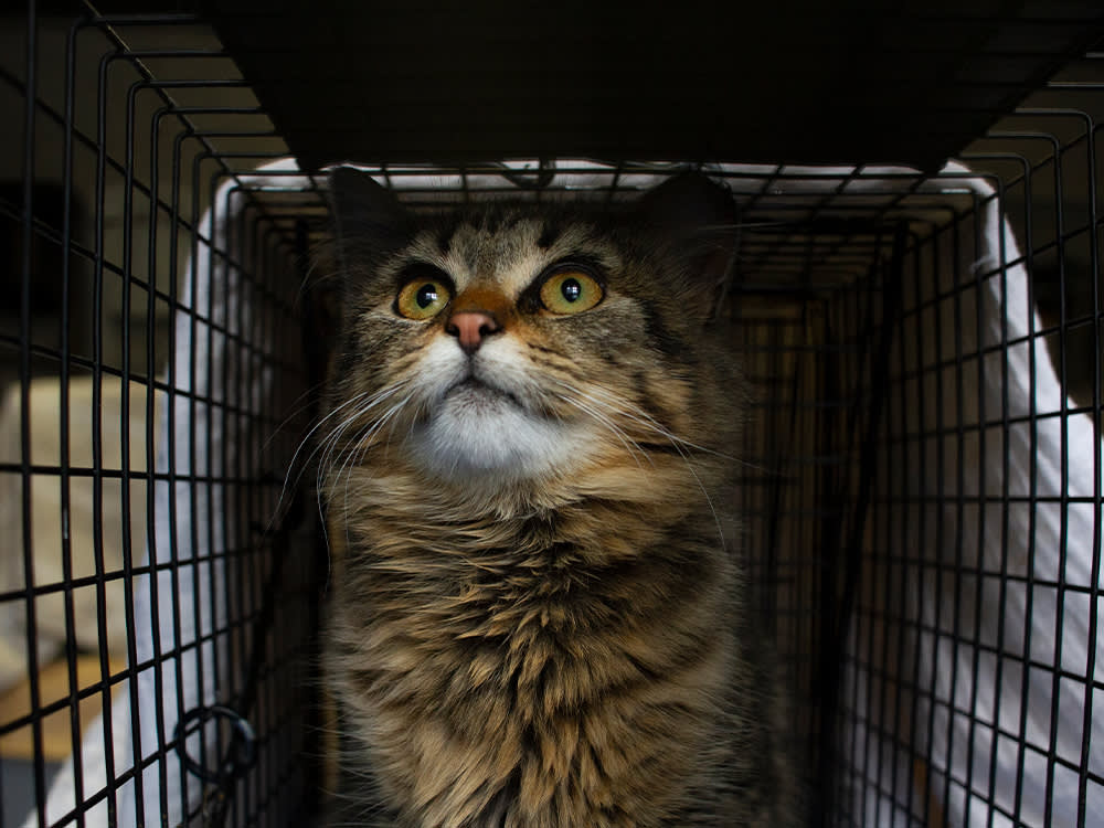You Can't Adopt Your Way Out of a Cat Crisis. This Brooklyn Nonprofit Proved It