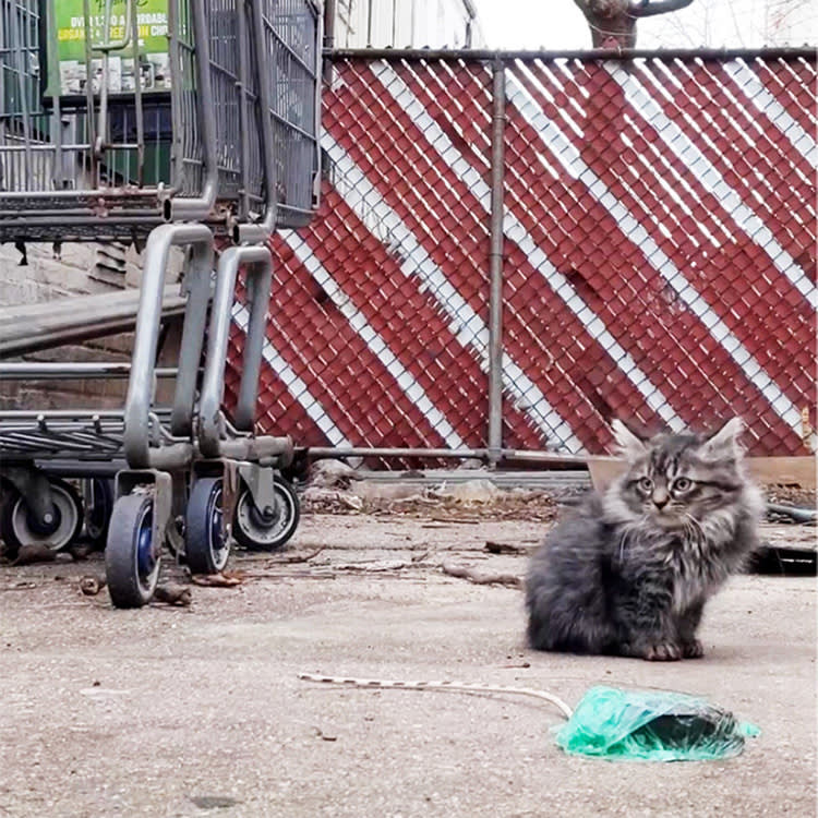 A $225 Spay Surgery in Brooklyn: Inside the Clinic Flatbush Cats Willed Into Existence