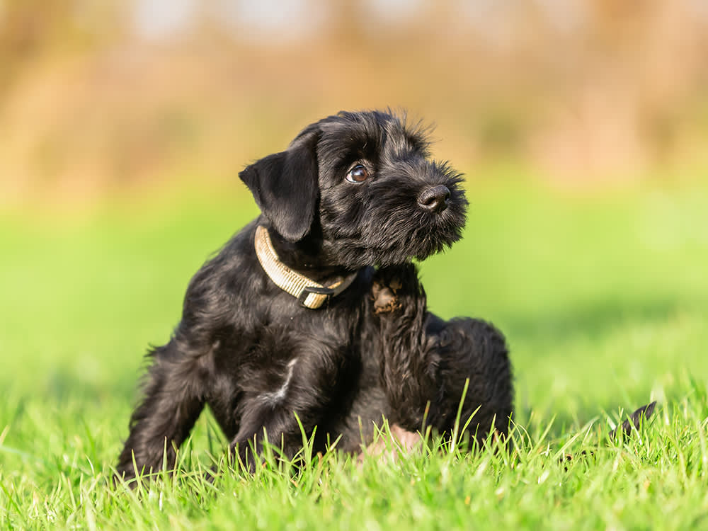 One Flea Bite Can Wreck an Allergic Dog. The Count Never Mattered.