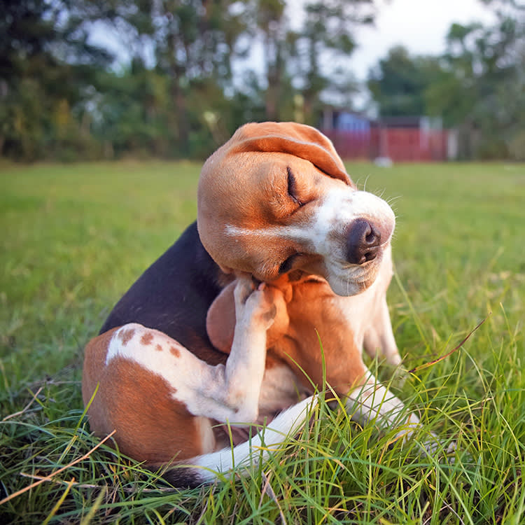The Grocery-Store Flea Collar Is a Scam. The Vet Kind Isn't.