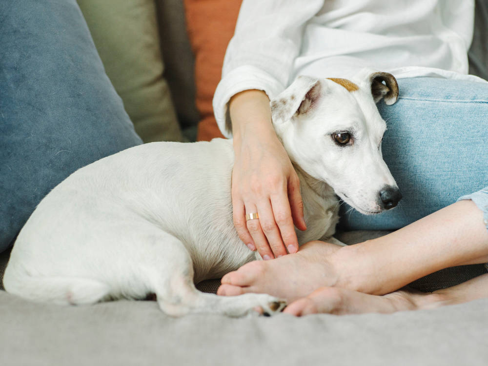 Your Dog's Flea Pill Carries a Seizure Warning. Here's the Real Risk.
