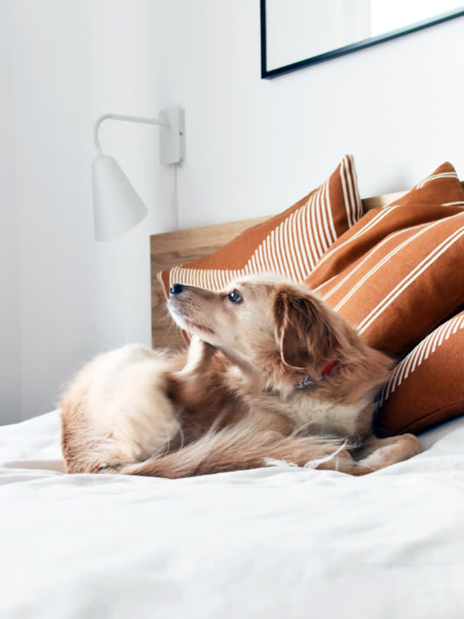 You Have Fleas Before You Ever See One. Here's How to Catch Them
