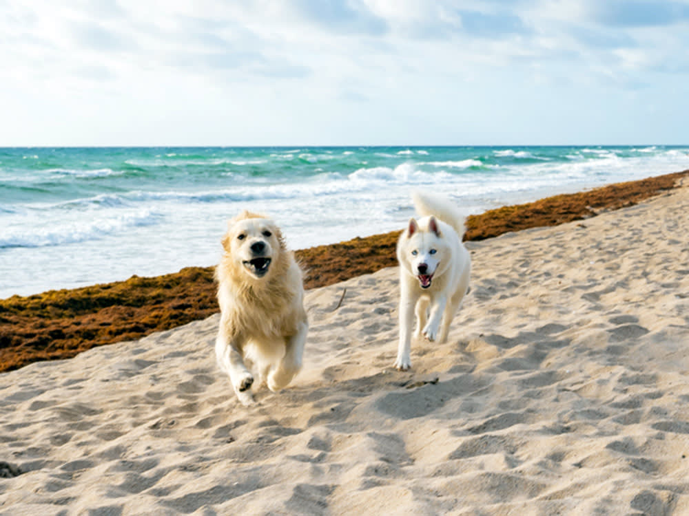 In Florida, 'Dog Beach' Usually Means Leashed. Here Are the 14 Where It Doesn't (and the Ones Worth It Anyway).