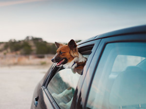Florida Tried to Outlaw Dogs' Heads Out Car Windows. The Bill Died. The Danger Didn't.