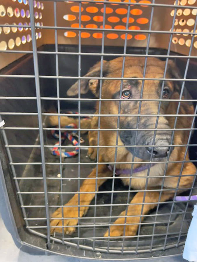 40 Malinois in One Apartment. The Crowding Wasn't the Cruelty.