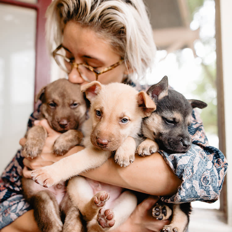 Shelters Are Overflowing. So Where Did All the Fosters Go?