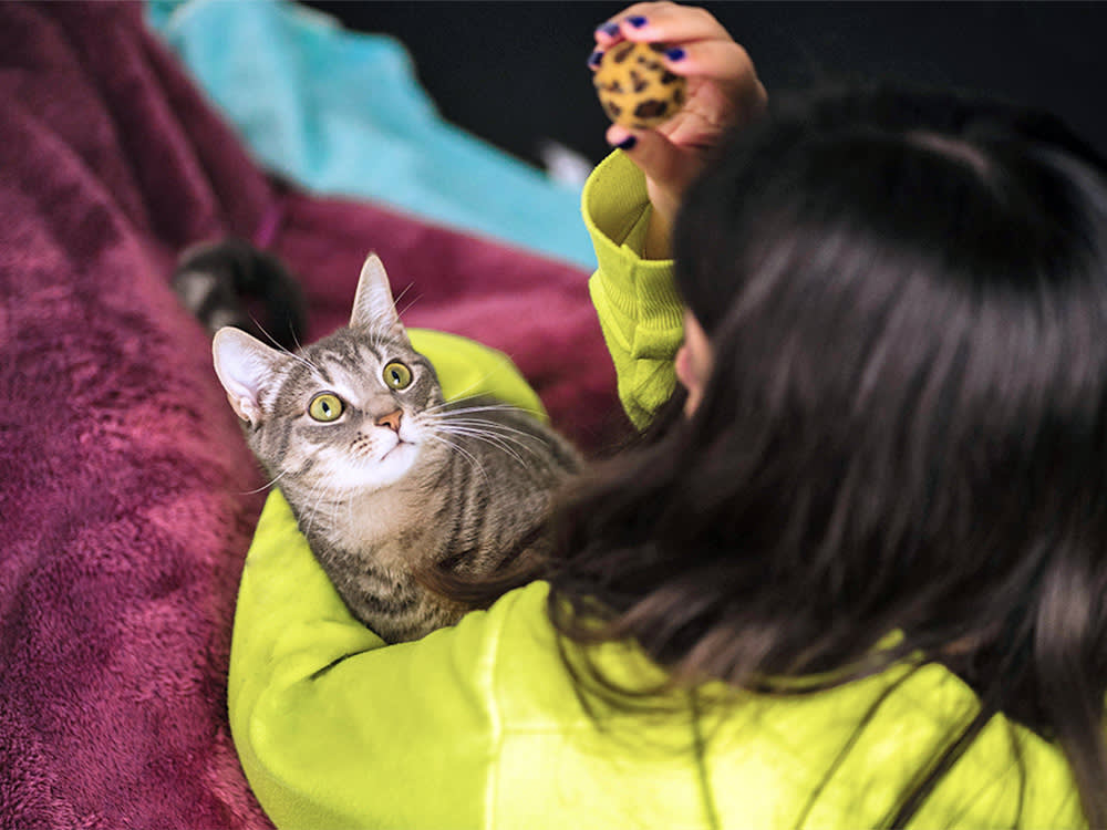 Your Cat Probably Taught Itself to Fetch, and That's the Real Headline