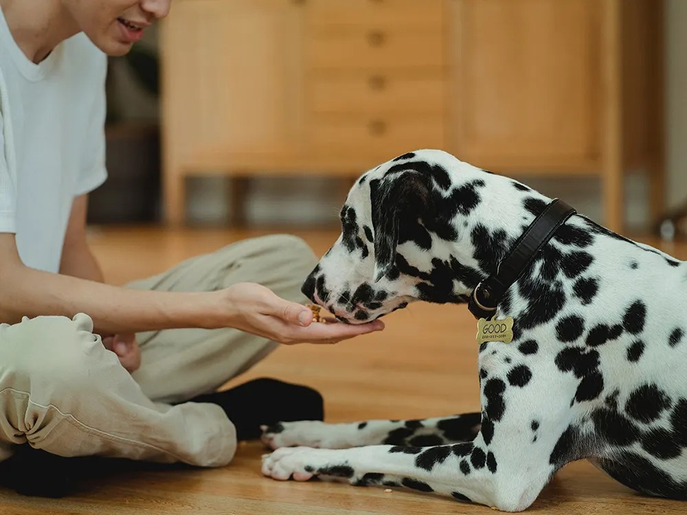 The Store-Bought Cracker Is Wrecking Your Dog's Snack. This 4-Ingredient Biscuit Fixes It.