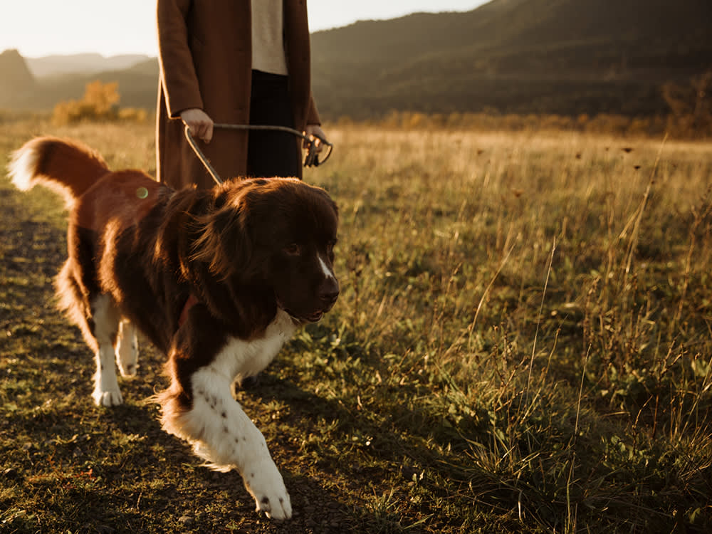 The Summer Weed That Burrows Into Your Dog and Doesn't Stop