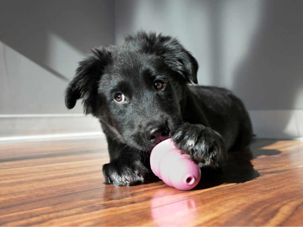 The Cheapest Fix for a Bored, Destructive Dog Lives in Your Freezer