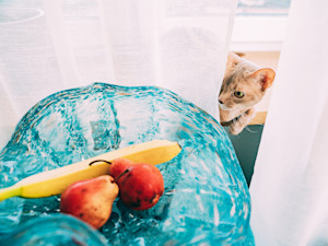 Your Cat Can't Taste Sweet. So Which Fruits Are Even Worth Offering?