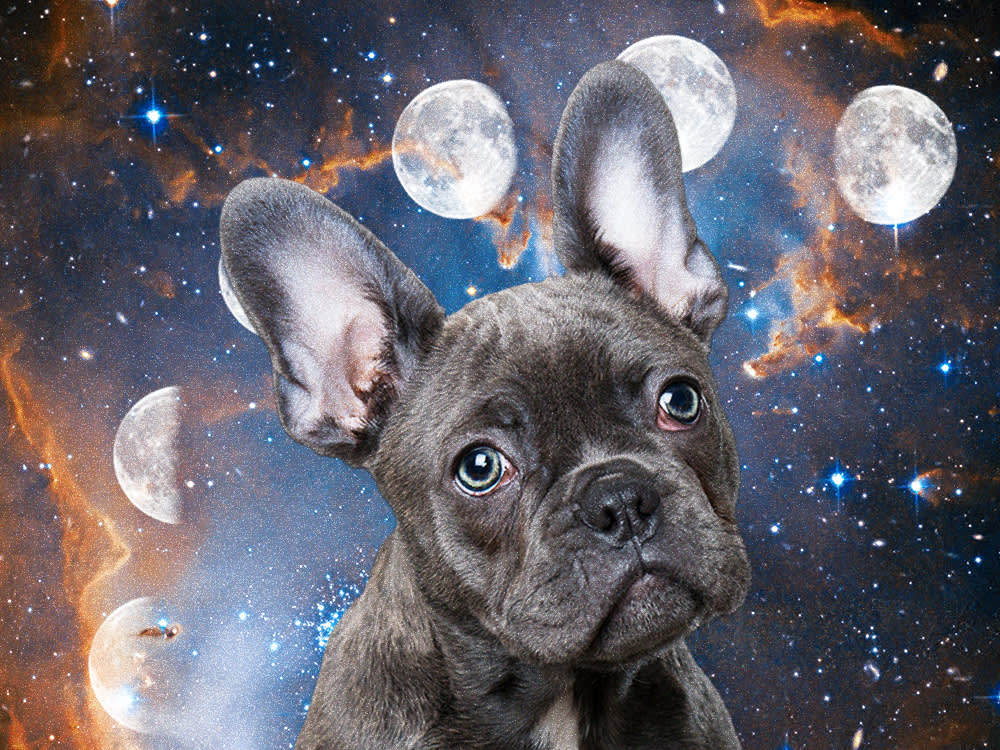 Does the Full Moon Really Wind Your Pet Up? Sort Of.