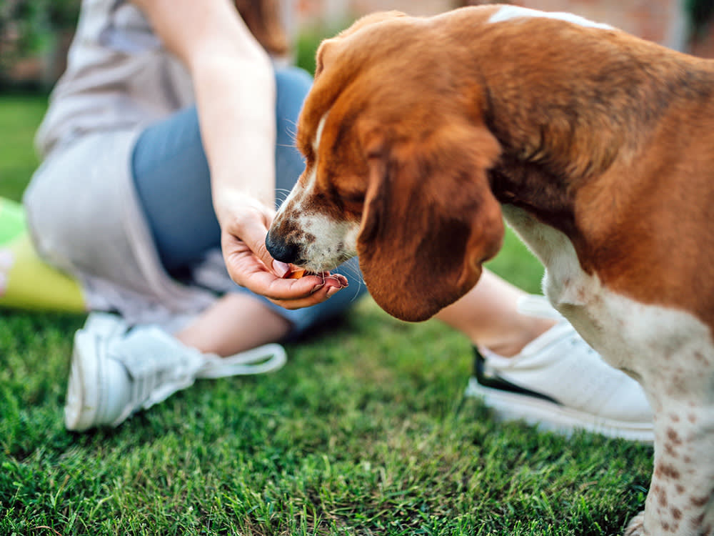 The Dog Treat Recall Where Nobody Got Sick, and Why That's the Good News