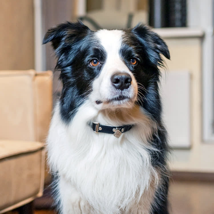 Scientists Found What Makes a 'Genius' Dog. You Can't Train It In.