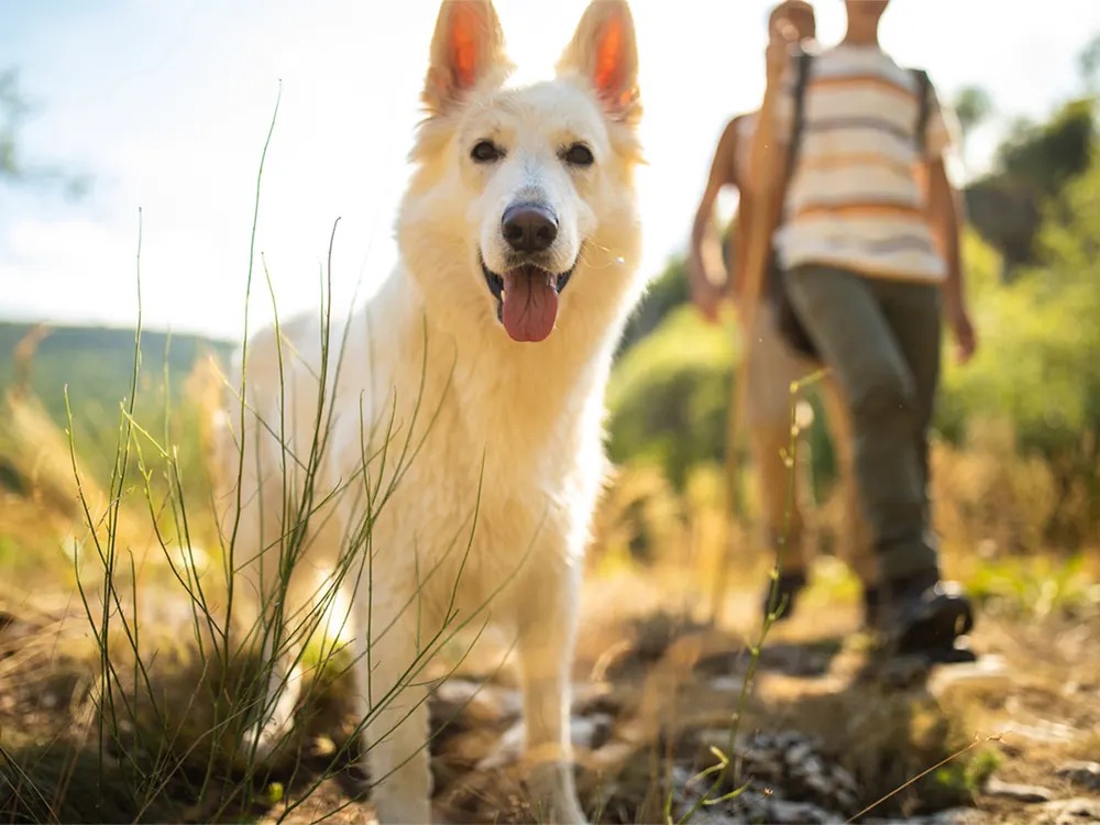 The Free Treasure Hunt That Turns a Dog Walk Into a Job