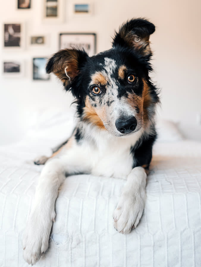 Some Dogs Learn 100+ Words. The Twist: You Can't Train It Into Them