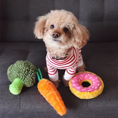 Your Dog Might Be a 'Gifted Word Learner.' There's a 10-Minute Test.