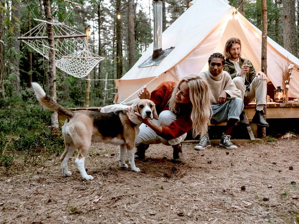 Camping With Your Dog, Minus the Part Where You Sleep on the Ground