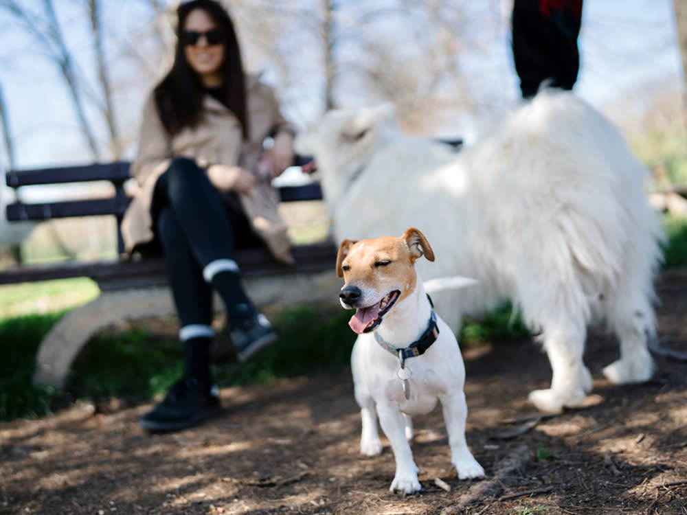 Going to the Dog Park Without a Dog: Not Illegal, Not Even That Weird