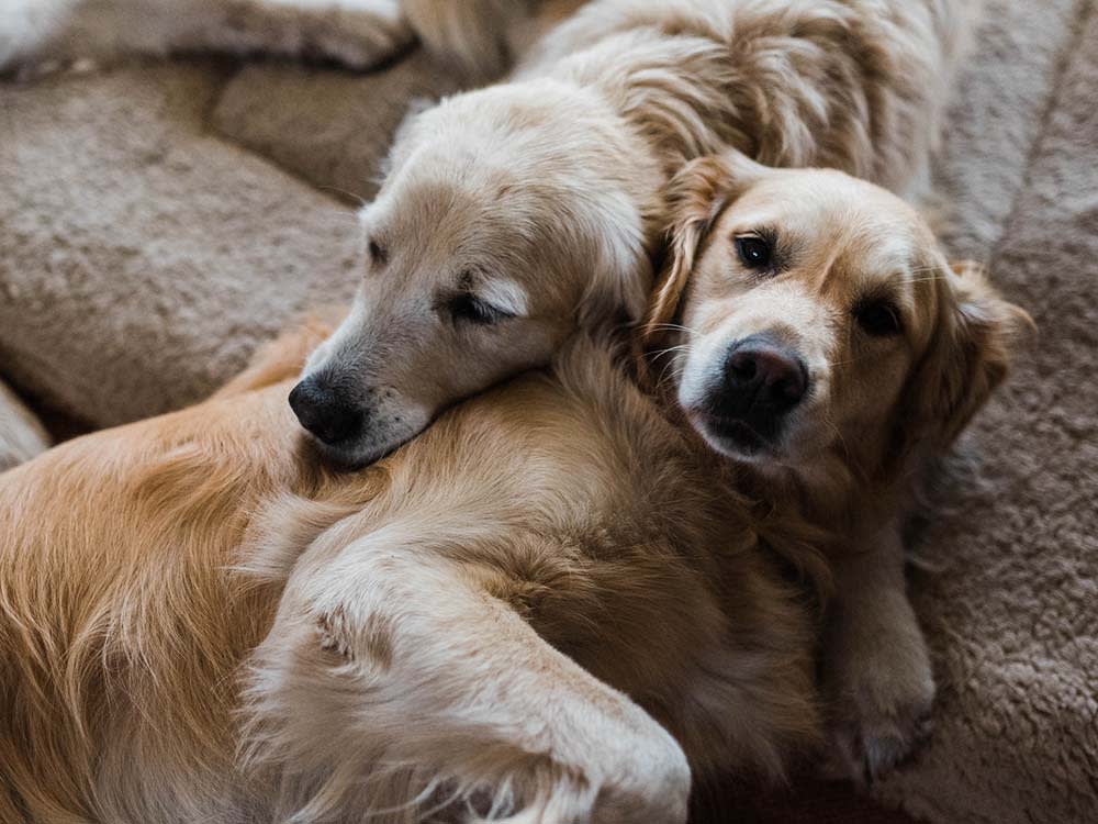 The Biggest Dog Cancer Study Ever Run Found Something Better Than a Cure