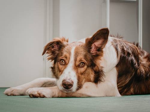 Two Ounces of Gorilla Glue Can Put Your Dog in Surgery