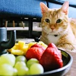 Never Feed a Cat Grapes. Science Finally Figured Out Why They're So Dangerous