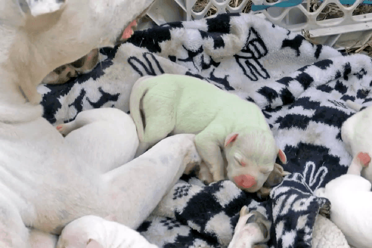 A Mississippi Pit Bull Had a Green Puppy. The Reason Is Real Science, Not a Curse.