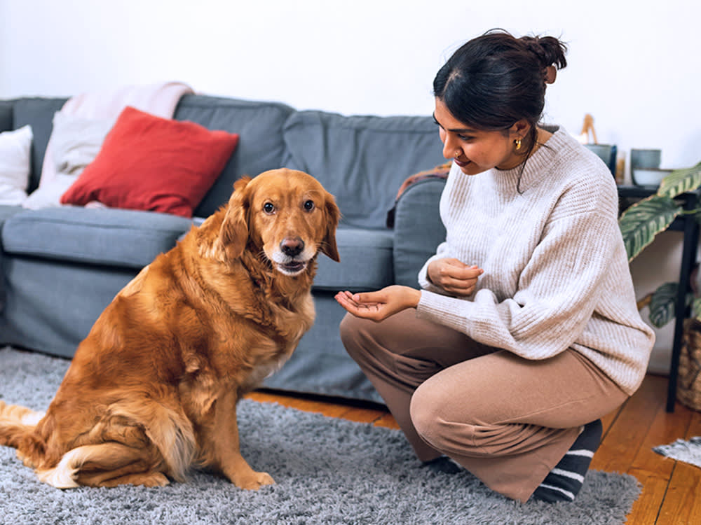 Metal in the Bag: The Green Tripe Recall Every Dog Owner Should Double-Check