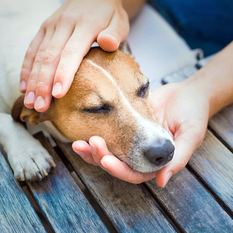 The Manuals Said Grieving a Pet Wasn't 'Real' Grief. A New Study Disagrees.