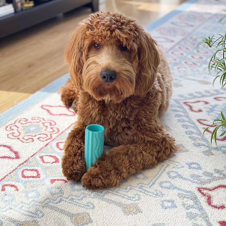 A dog resting on a patterned rug with a teal rubber GroovyToob tube toy held between its paws