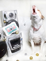 Eco Dog Toys Are the Last Holdout. These $16 Handmade Ones Show Why.