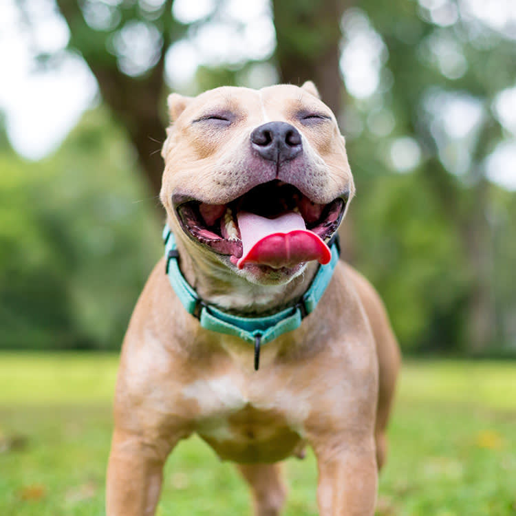 Scientists Ranked Which Dogs 'Smile' Most. Your Beagle Is Not Winning.