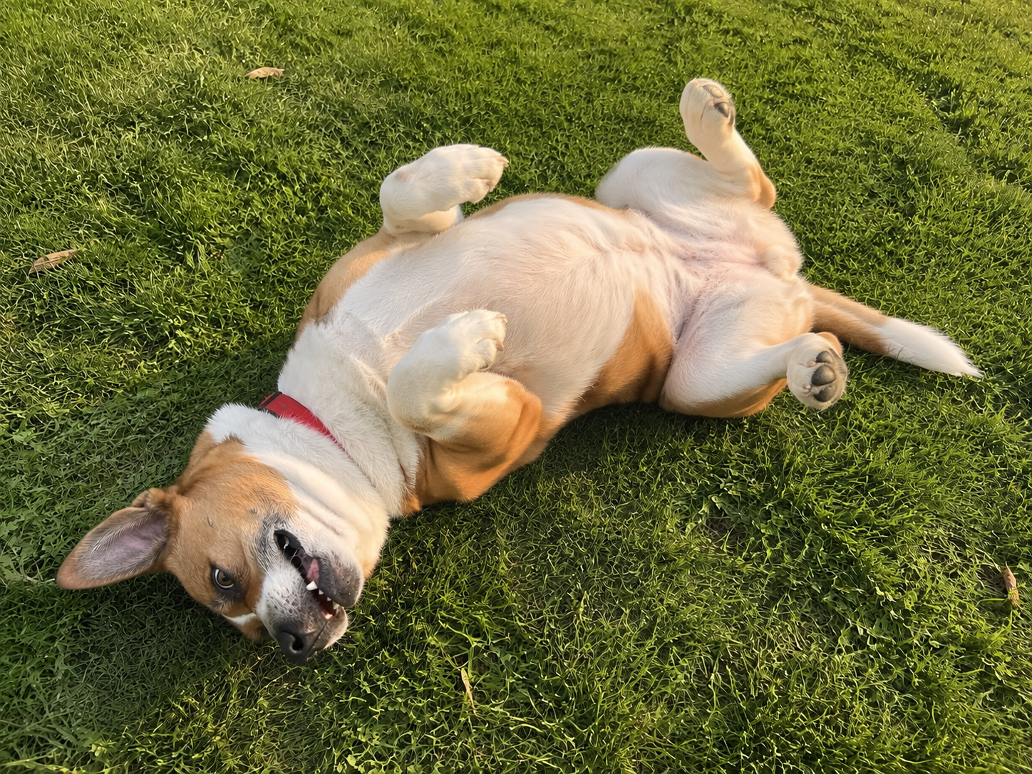 The 'Contentment Ceremony' Is Just Your Dog Being a Dog