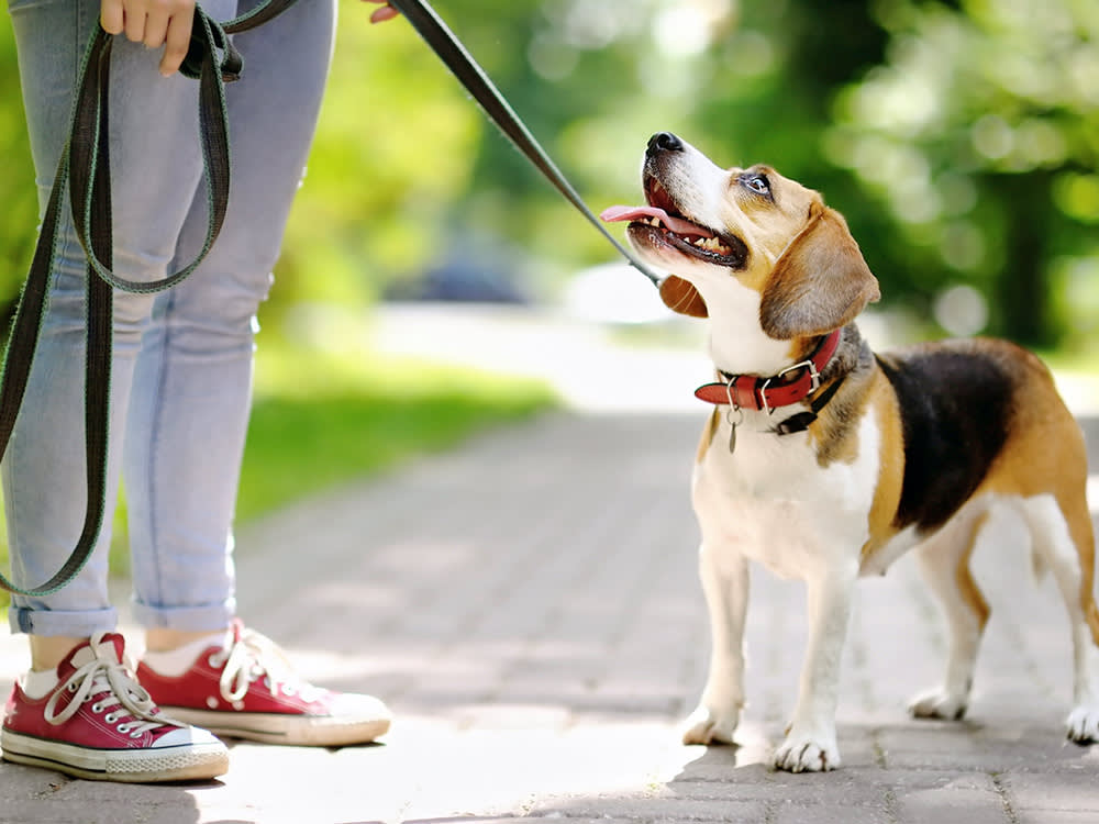 An ER Vet on Why Walking Your Dog by the Collar Is a Quiet Gamble