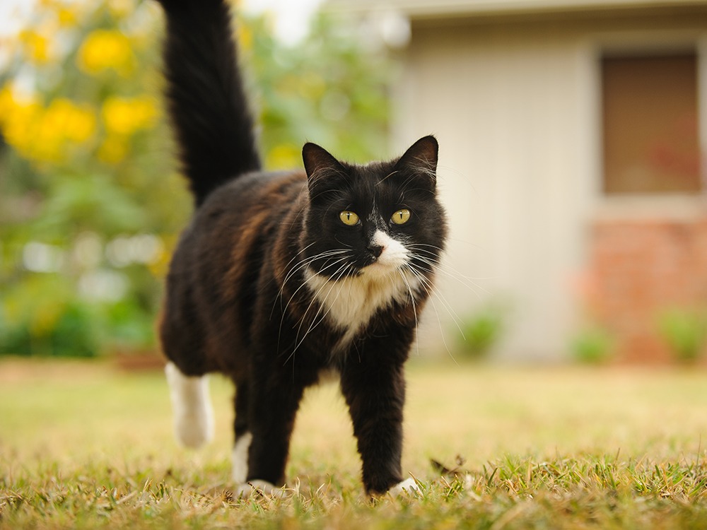 Two Myths Are Getting Cats Killed by Heartworm. Here's the Truth