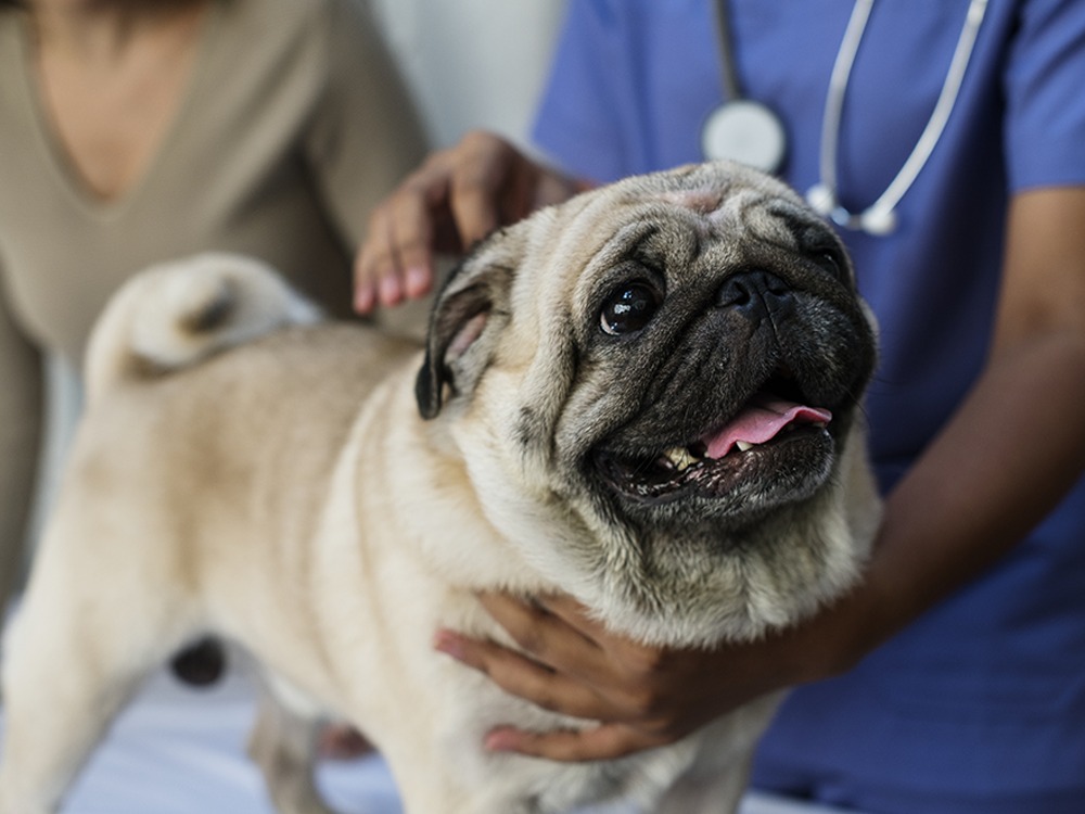 Heartworm Treatment Is a Brutal, $3,000 Ordeal. Prevention Is a Chewable.